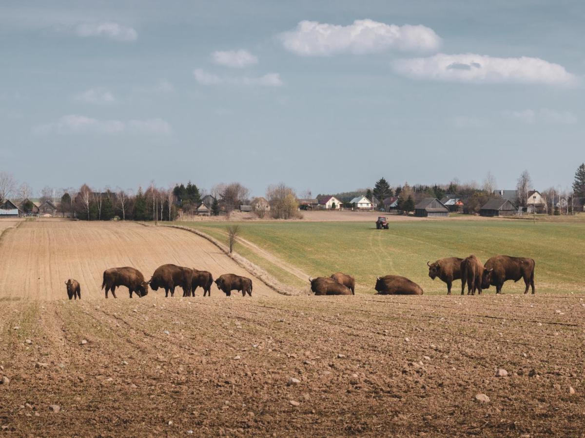 Lesna 21 Dom Poludnie Przy Puszcza Bialowieska Luka ภายนอก รูปภาพ